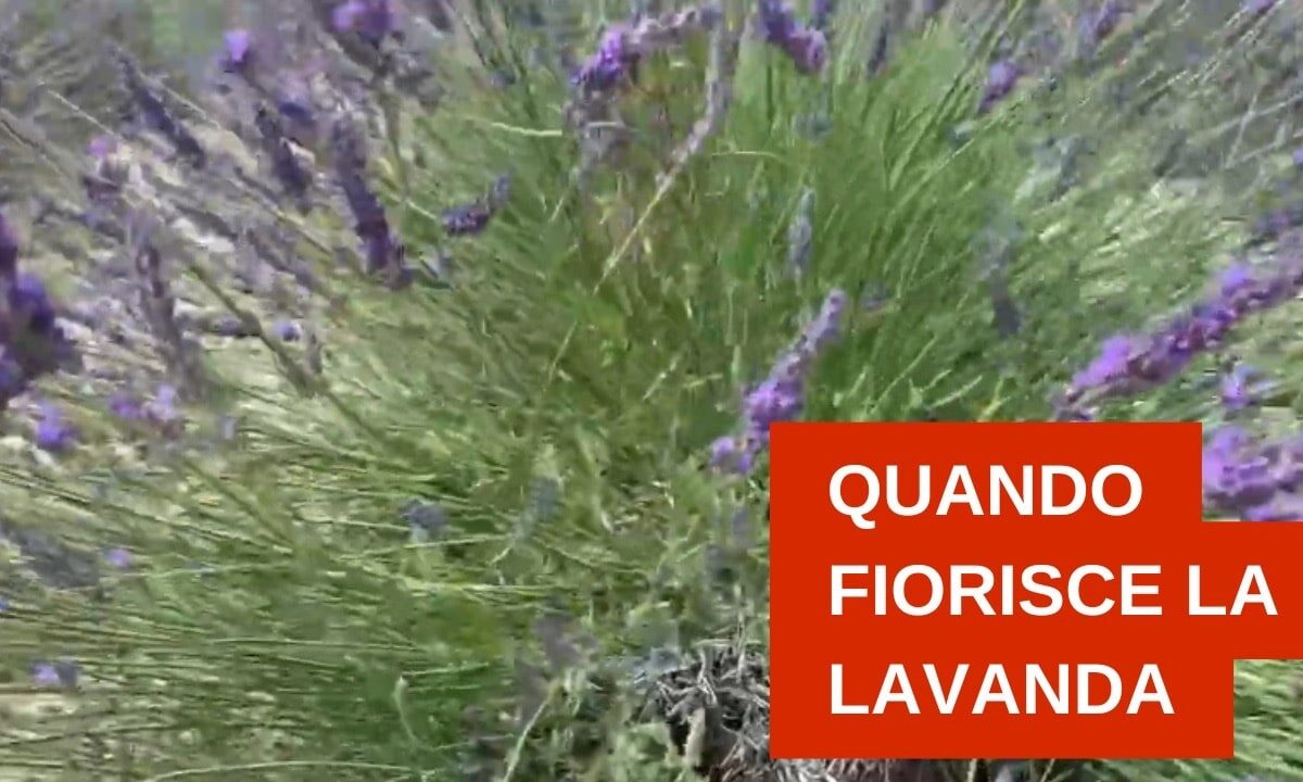Quando fiorisce la lavanda