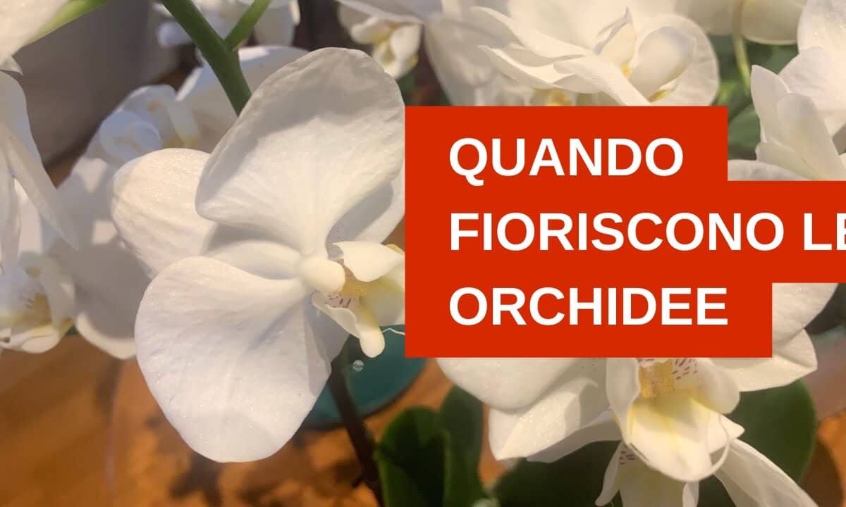 Quando fioriscono le orchidee
