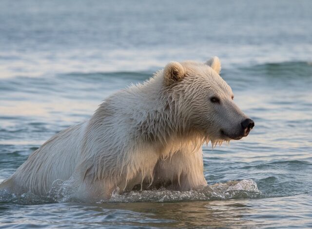Giornata Mondiale dell’Orso Polare
