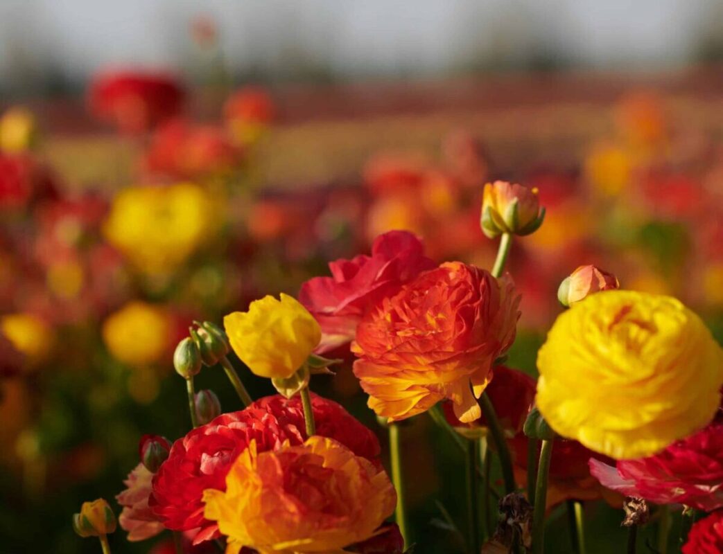 Tutto sul linguaggio del ranuncolo