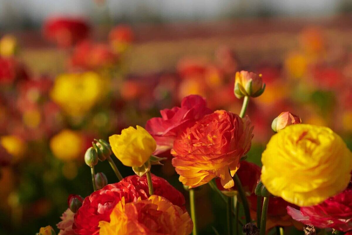 Tutto sul linguaggio del ranuncolo