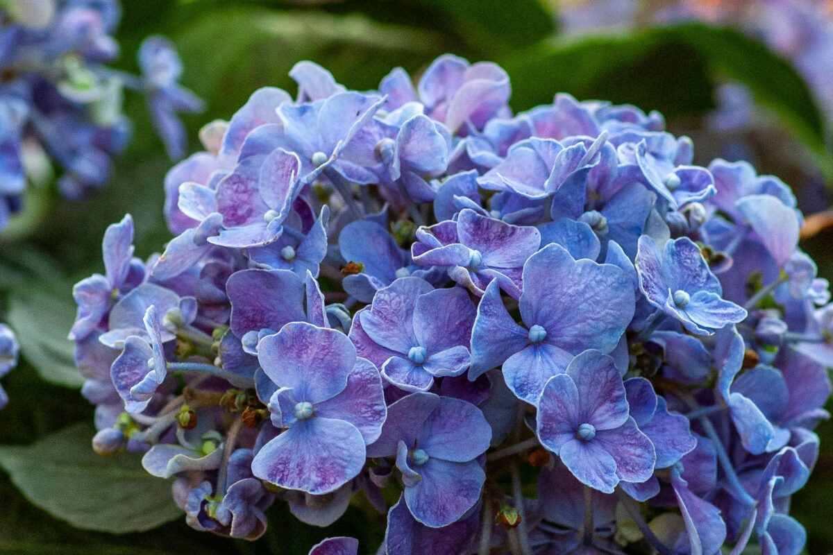 Quali sono le piante che fioriscono in maggio