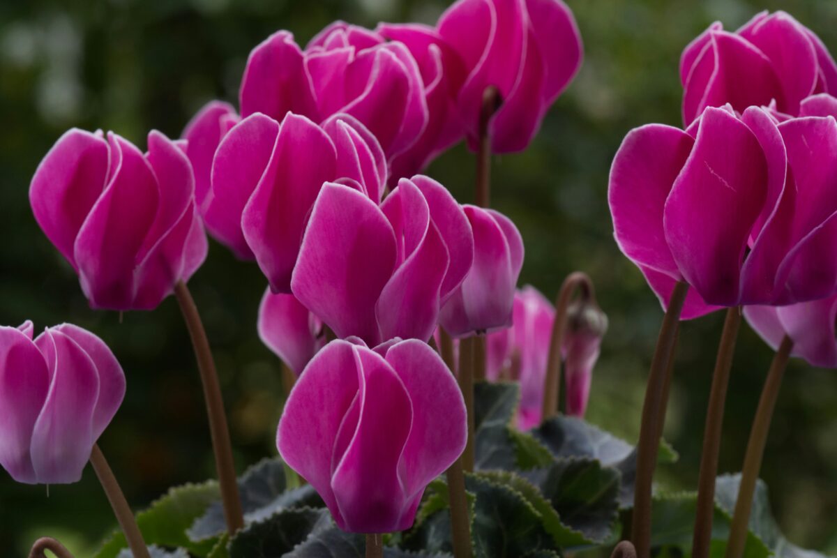 Quali sono le piante che fioriscono a novembre