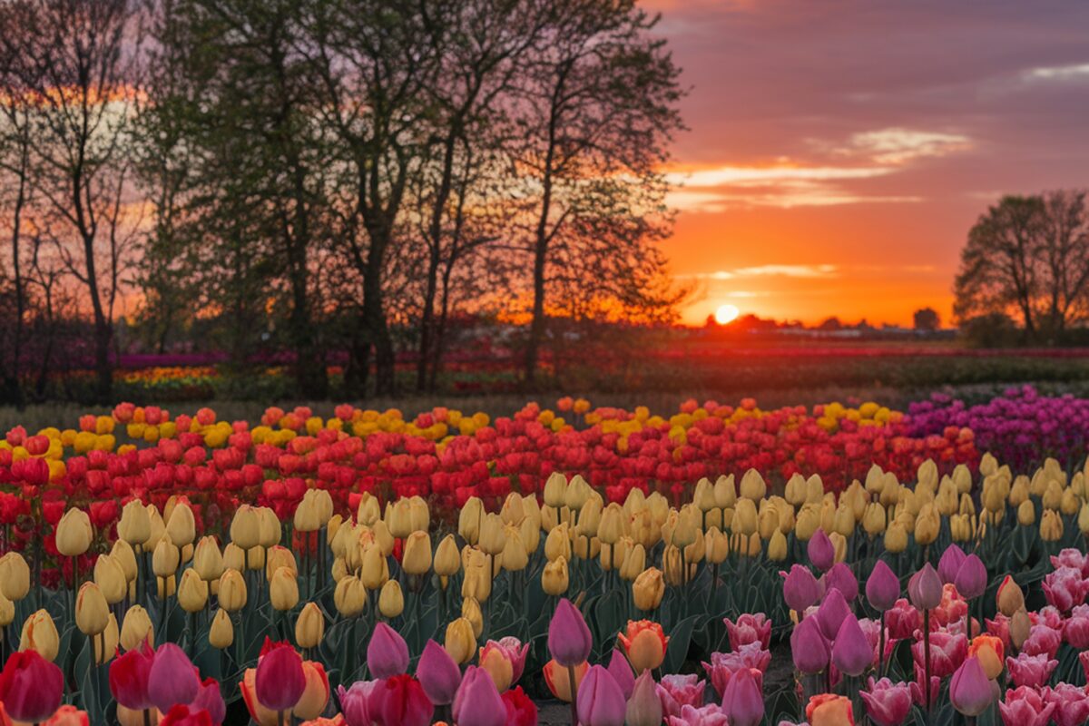Cos'è l'autoraccolta di fiori, come funziona e dove praticarla