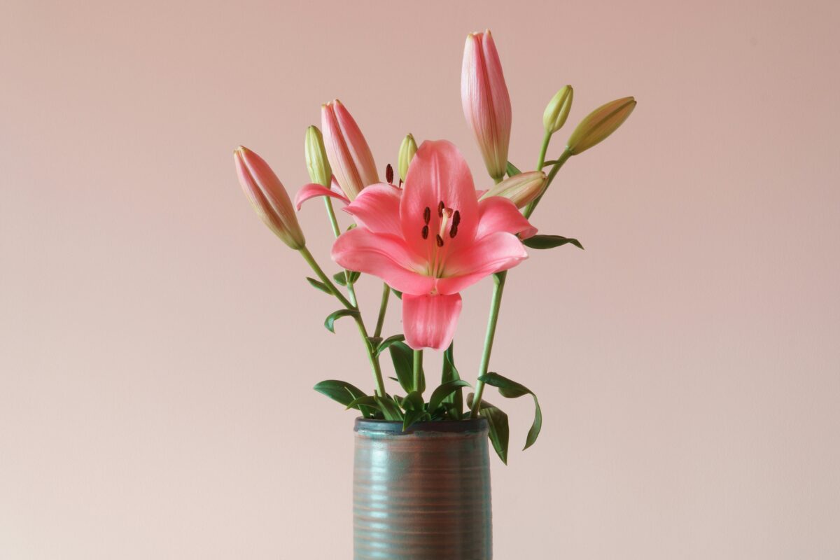 Capiamo il linguaggio del giglio