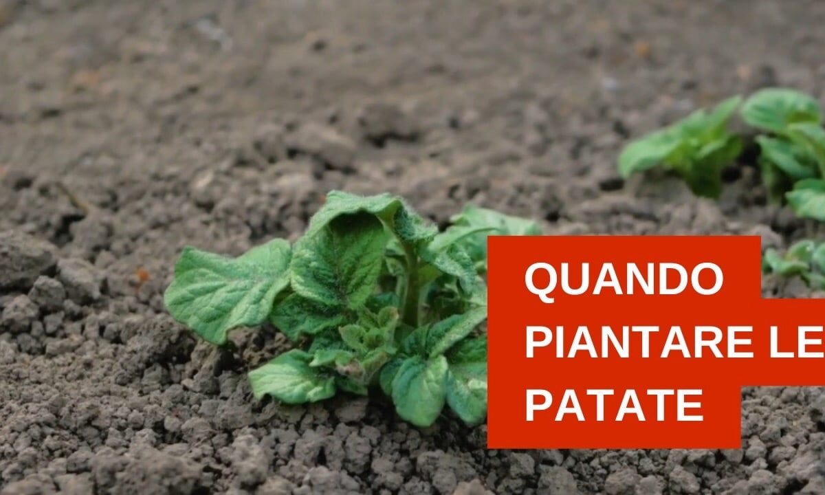 Quanto piantare le patate