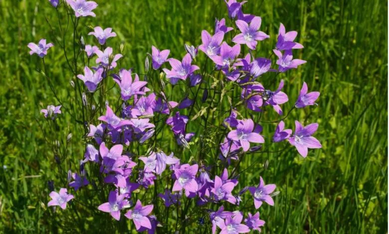 Quali sono le erbe commestibili da raccogliere in autunno