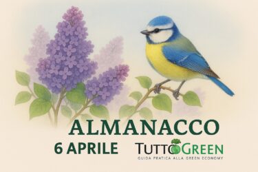 Almanacco Tuttogreen – 6 Aprile 2025: lillà, cincia azzurra e natura in fiore