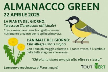 Almanacco Green del 22 Aprile 2025: il Tarassaco, la Cinciallegra ed un gesto per la Terra