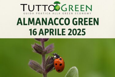 Scoprite l’Almanacco Green del 16 aprile 2025: la salvia e la coccinella sono la pianta e l’animale del giorno