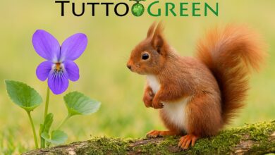 Almanacco Tuttogreen 8 Aprile 2025