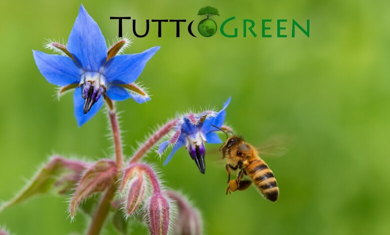 Almanacco Green del 14 Aprile 2025