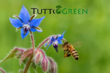 Almanacco Green del 14 Aprile 2025: borragine, ape e piccoli gesti per la primavera