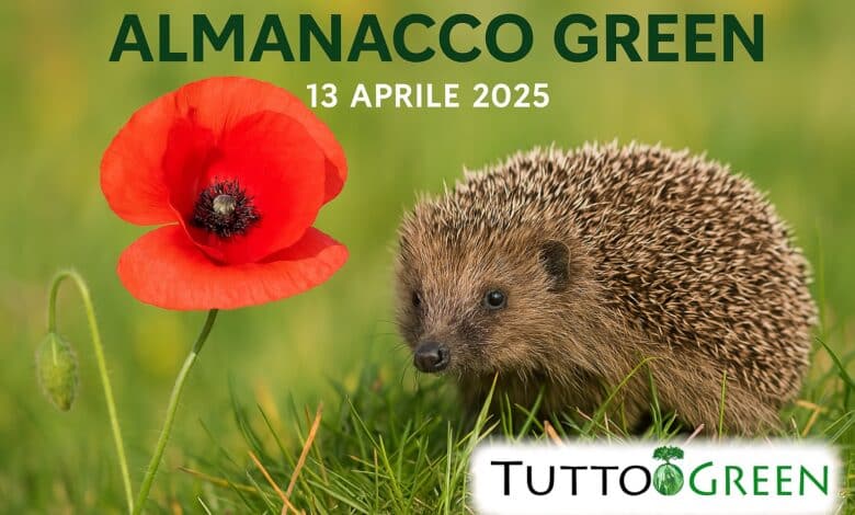 Almanacco Green Tuttogreen – 13 Aprile 2025: papavero, riccio e natura in trasformazione