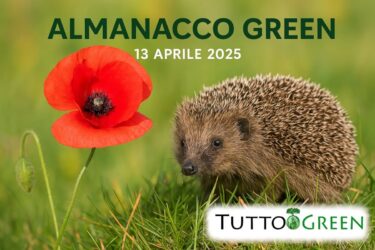 Almanacco Green del 13 Aprile 2025: tutto sul papavero, il riccio e la natura in trasformazione