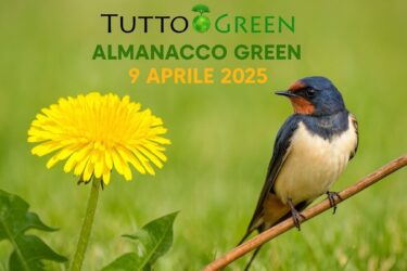 Almanacco Tuttogreen 9 Aprile 2025: il tarassaco, la rondine e tanti piccoli gesti per la natura