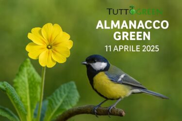 Almanacco Tuttogreen 11 Aprile 2025: la primula, la cinciallegra e la natura che risveglia
