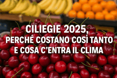 Ciliegie sempre più care nel 2025, ma ne vale la pena? Ecco cosa sapere