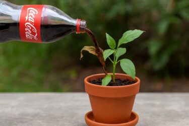 Coca-cola e piante: cosa succede se si annaffia una pianta con la Coca Cola?