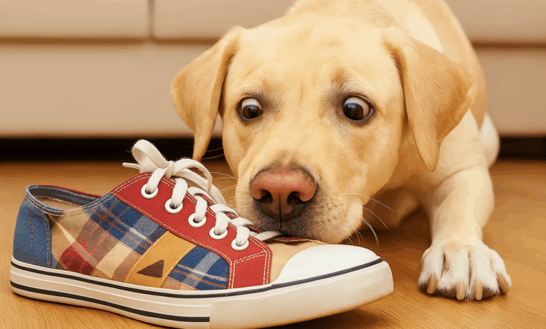 Ecco le 10 cose più sorprendenti il cane fiuta e noi no!