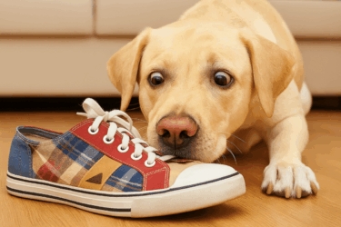 Ecco le 10 cose più sorprendenti che il cane fiuta e noi no!