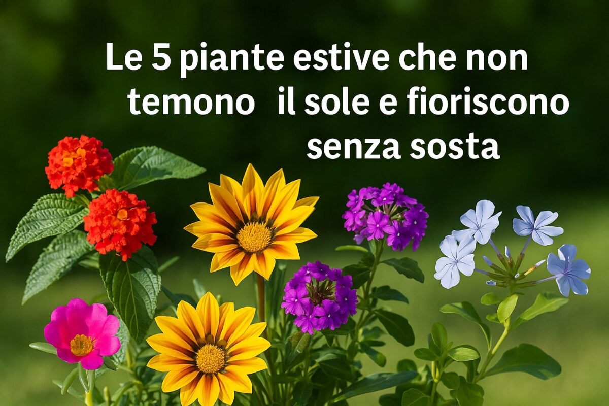 5 piante che non temono il sole