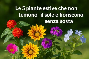 Le 5 piante che non temono il sole, basta foglie bruciate e vasi secchi