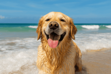Cane al mare: sì o no? Tutto quello che c’è da sapere per una giornata sicura (e divertente) in spiaggia con Fido