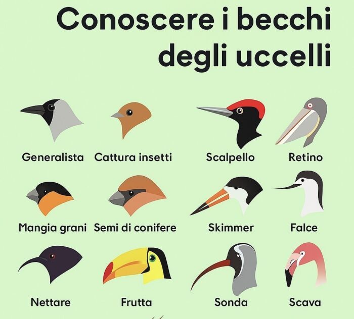 Becco degli uccelli