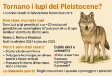 lupi del Pleistocene