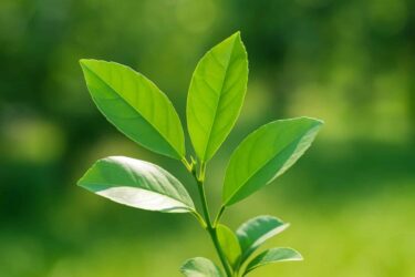 Foglie di limone: un tesoro multiuso per bellezza, benessere e casa naturale ed economica