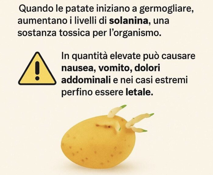 Patate con i germogli: possono uccidere davvero?