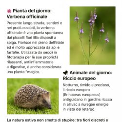 15 luglio: la magia della verbena e il riccio, guardiani della natura estiva