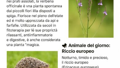 almanacco green 15 luglio