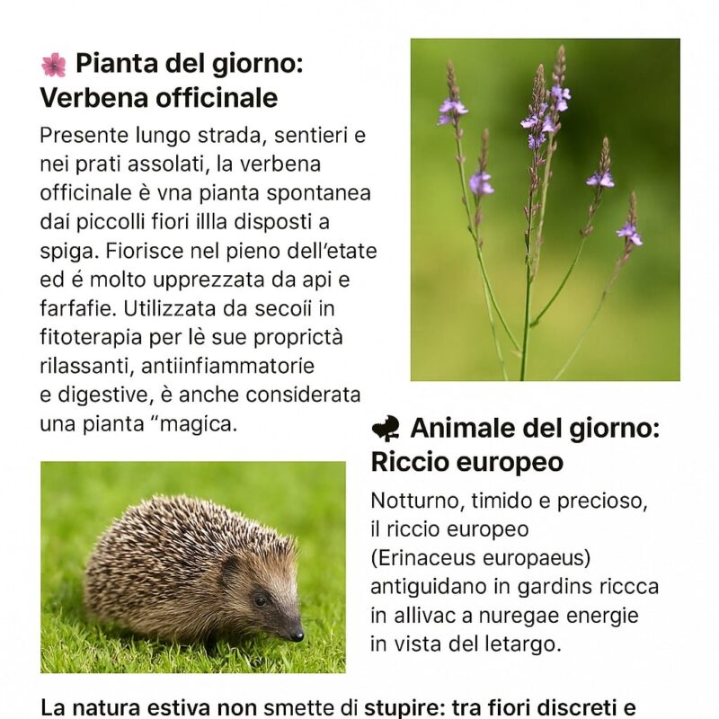 almanacco green 15 luglio