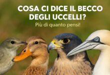 becco degli uccelli