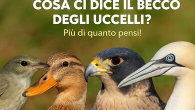 becco degli uccelli