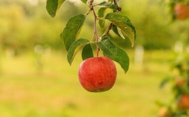 Mele senza sapore e farinose? È colpa del caldo e della CO2