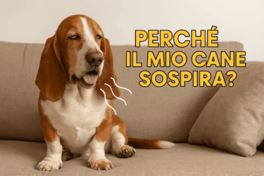 Perché il cane sospira?