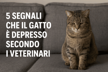 5 segnali che il gatto è depresso (secondo i veterinari)