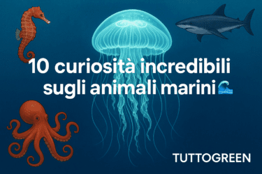 10 curiosità sugli animali marini che (forse) non conosci