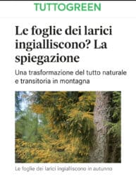 🌲 Il segreto dei larici: perché in autunno diventano dorati e perdono gli aghi