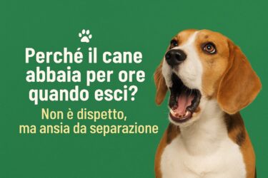 Perché il cane abbaia per ore quando esci? Non è dispetto, ma ansia da separazione