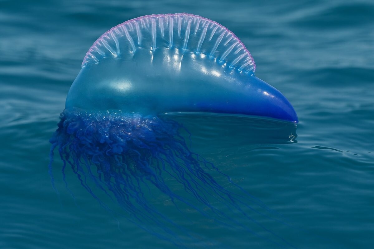 Caravella portoghese nel Mediterraneo