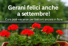 Gerani dopo le vacanze