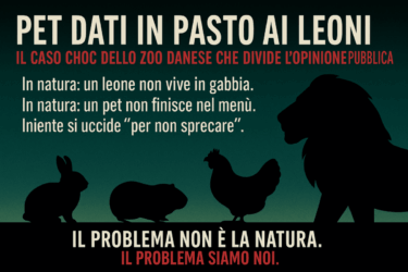 Pet dati in pasto ai leoni: il caso choc dello zoo danese che divide l’opinione pubblica