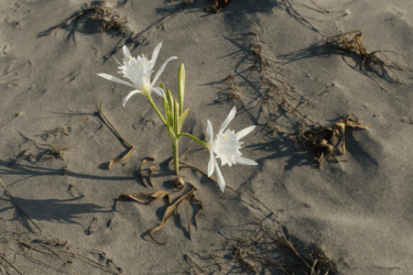 Giglio di mare, il fiore delle dune: perché è protetto e non va toccato
