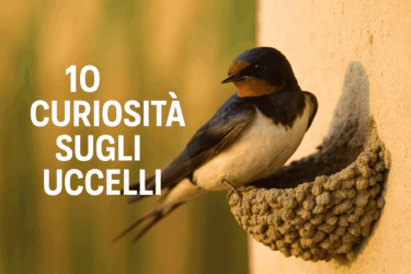 10 curiosità sul mondo degli uccelli