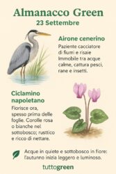 Almanacco Tuttogreen 23 settembre: Airone cenerino & Ciclamino napoletano
