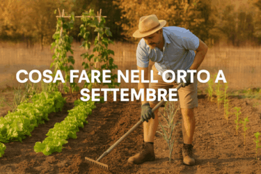 Cosa fare a settembre nell’orto: prepariamoci all’autunno (e alla primavera)